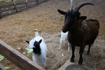 Idén is mindenkit vár a város zöld szigete