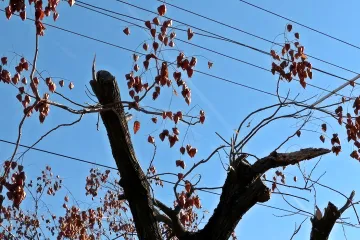 Tájékoztatás a villamos hálózat gallyazásáról