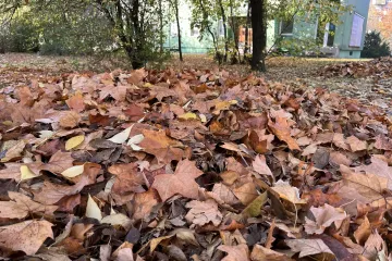 Lombhelyzet van, gyűjtik és elszállítják