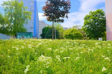 Vadvirágos rétek, szigetek a még zöldebb városért