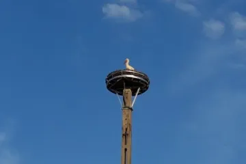 Hírkép: Újra kelepel a gólya Pentelén!