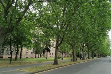 Hírkép: Permetezés a városban 