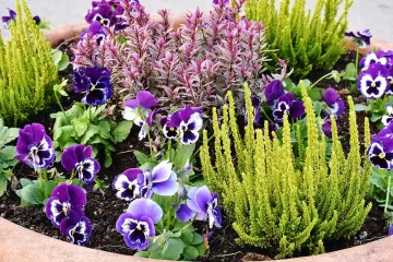 Hírkép: Csütörtökig még lehet nevezni a "Virágos Dunaújvárosért 2020" versenyre