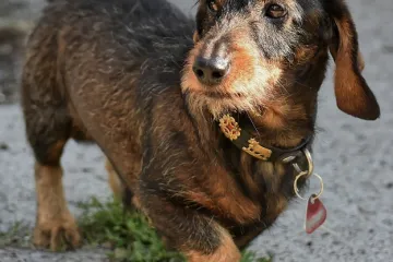 Hírkép: Tájékoztatás ebösszeírásról