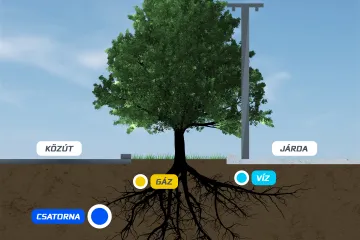 Hírkép: Nehéz a városi fák élete