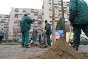 Hírkép: Több helyszínen ültettek fákat 