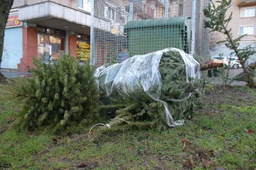Hírkép: Január 12-én és január 26-án szállítják el a kidobott fenyőket