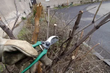 Hírkép: Metszési és gallyazási munkálatokat végez az E.ON