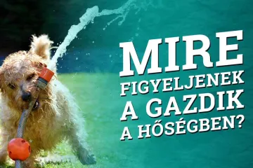 Hírkép: Mire figyeljenek a gazdik a hőségben? 