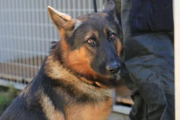 Hírkép: Döntsünk az életvitelünknek és korunknak megfelelő kutya mellett