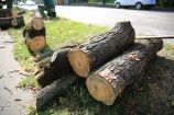 Hírkép: A balesetveszély elhárítása a cél az idős, kiszáradt fák kivágásával