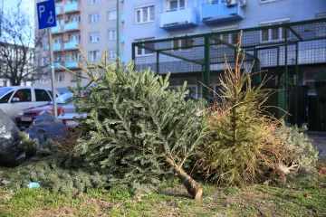 Hírkép: Folyamatos a feleslegessé vált karácsonyfák elszállítása