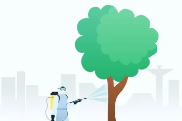 Hírkép: Növényvédelmi permetezés lesz a város hárs- és juharfáin