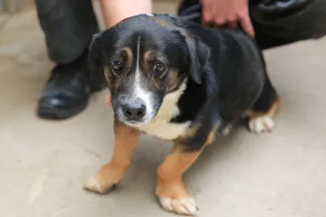 Hírkép: Ebtelepről szerető gazdihoz