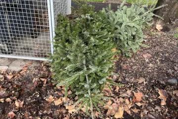 Hírkép: Január 28-án, szombaton viszik a fenyőket
