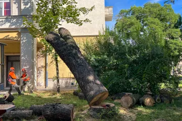 Hírkép: Közel háromszáz öreg, beteg fát vágnak ki a városban – fő a balesetmegelőzés!
