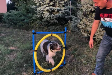 Hírkép: Kutyatulajdonosok, figyelem: jön az ebösszeírás!