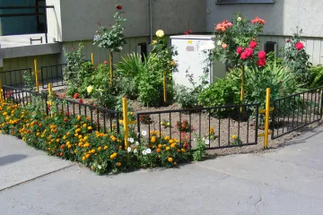 Virágos Dunaújváros